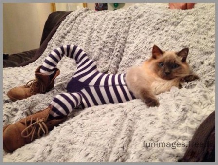 cat_1.jpg