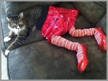 cat_1.jpg