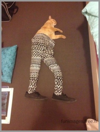 cat_1.jpg