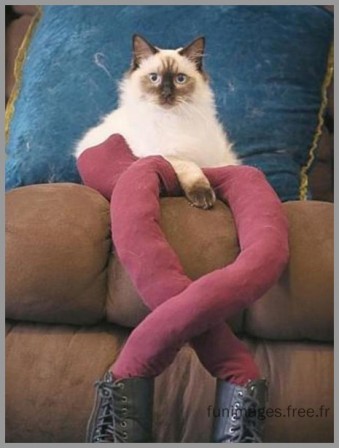 cat_1.jpg