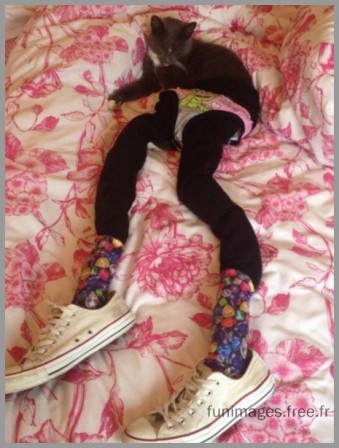 cat_1.jpg