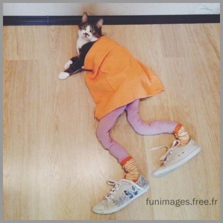 cat_1.jpg